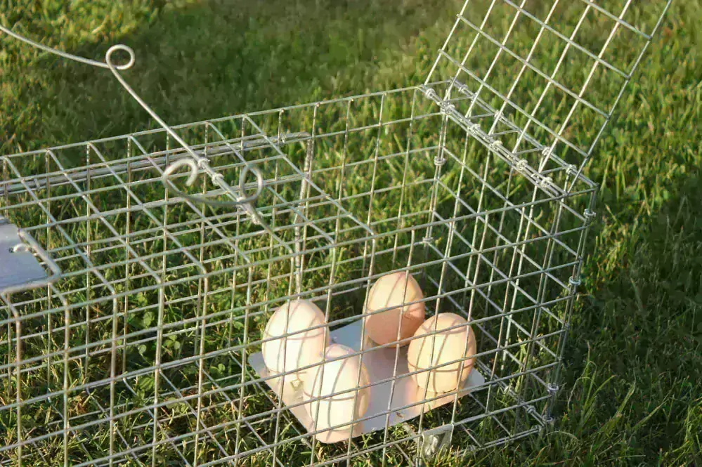 Profesionálna odchytová pasca na kuny, mačky, líšky, potkany, krysy, lasice a tchora 100x26x26V2